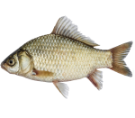 carp PNG 1