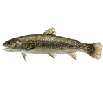trout 2 PNG