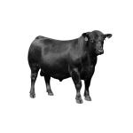 მეხორცული